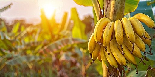Pisang Cavendish