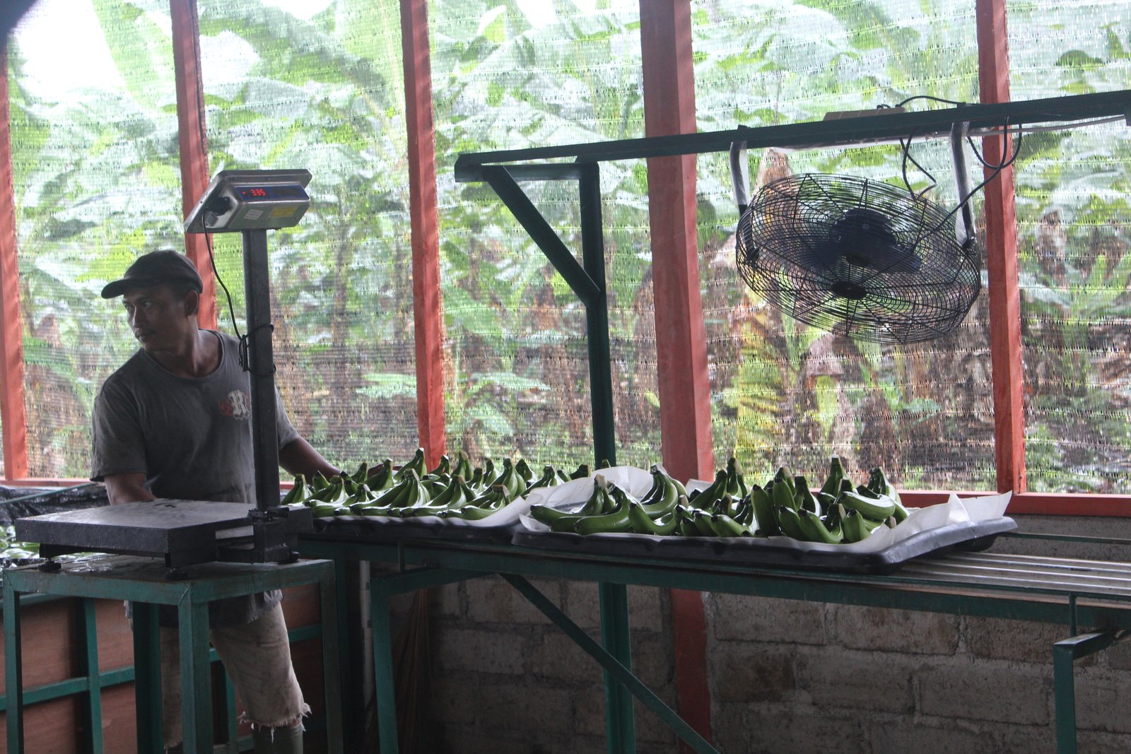 Galeri Pisang Cavendish