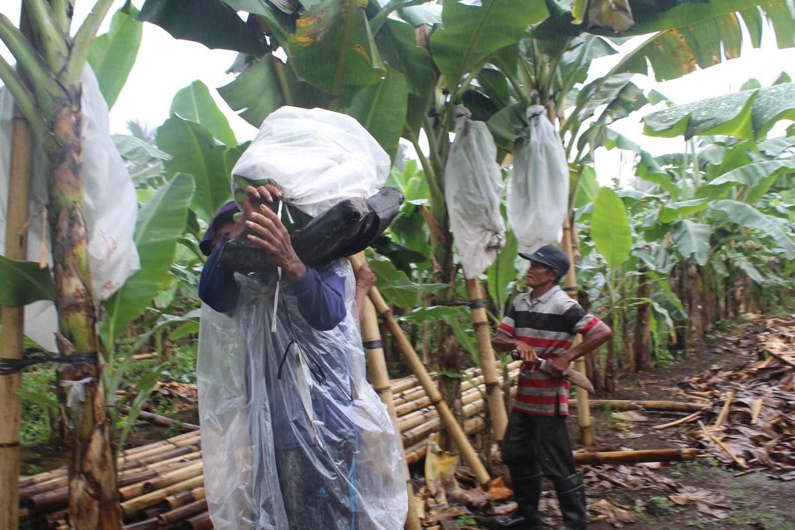 Galeri Pisang Cavendish