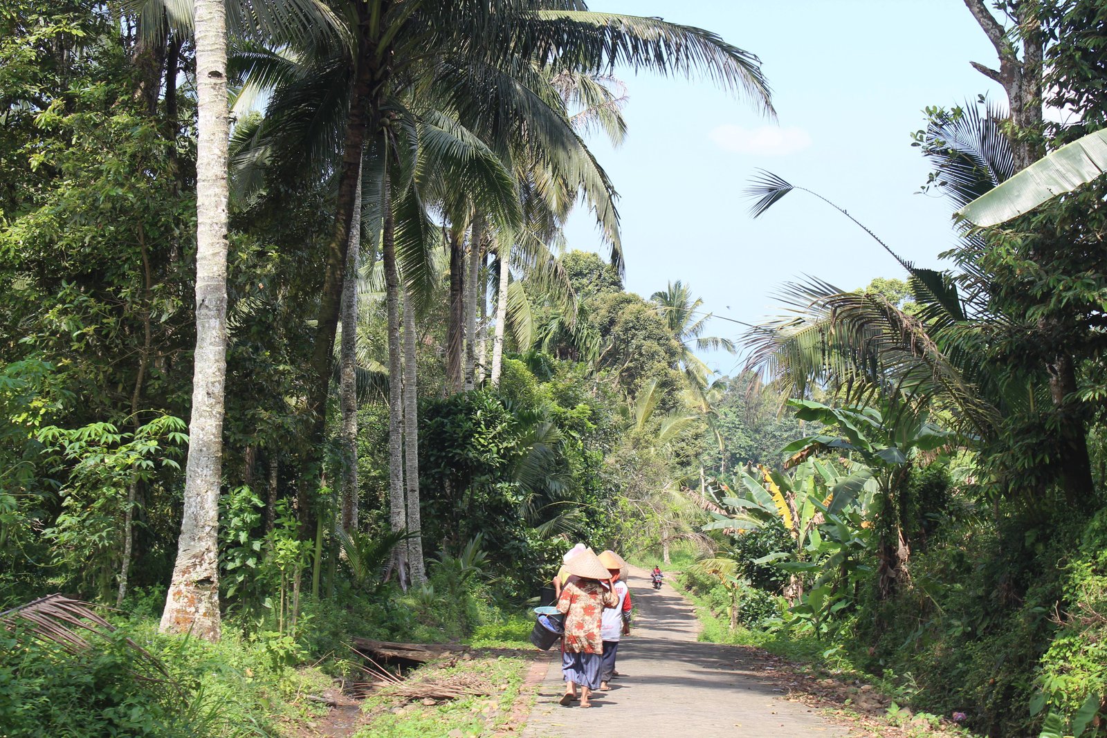 Galeri Pertanian Padi