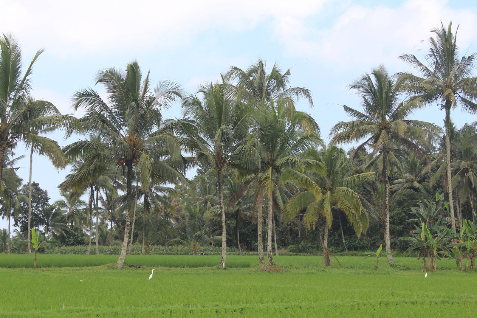 Galeri Pertanian Padi