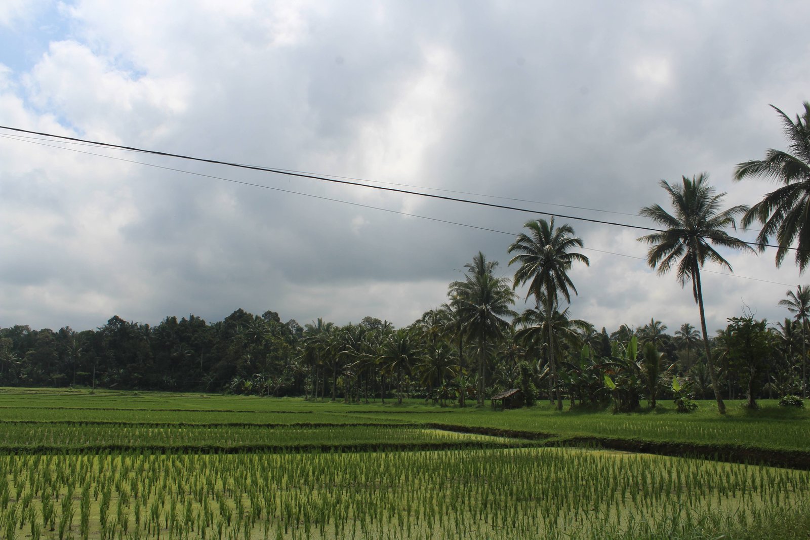 Galeri Pertanian Padi